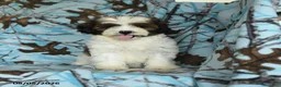 Mixed Breed dogs for sale: Utopia - Ad 6