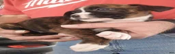 Boxer dogs for sale: Miss McCuddles - Ad 3