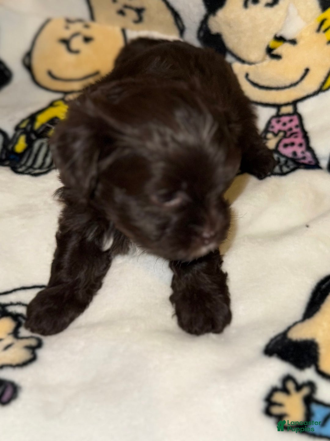 Yorkshire Terrier dogs for sale: Snickers  - Ad 5