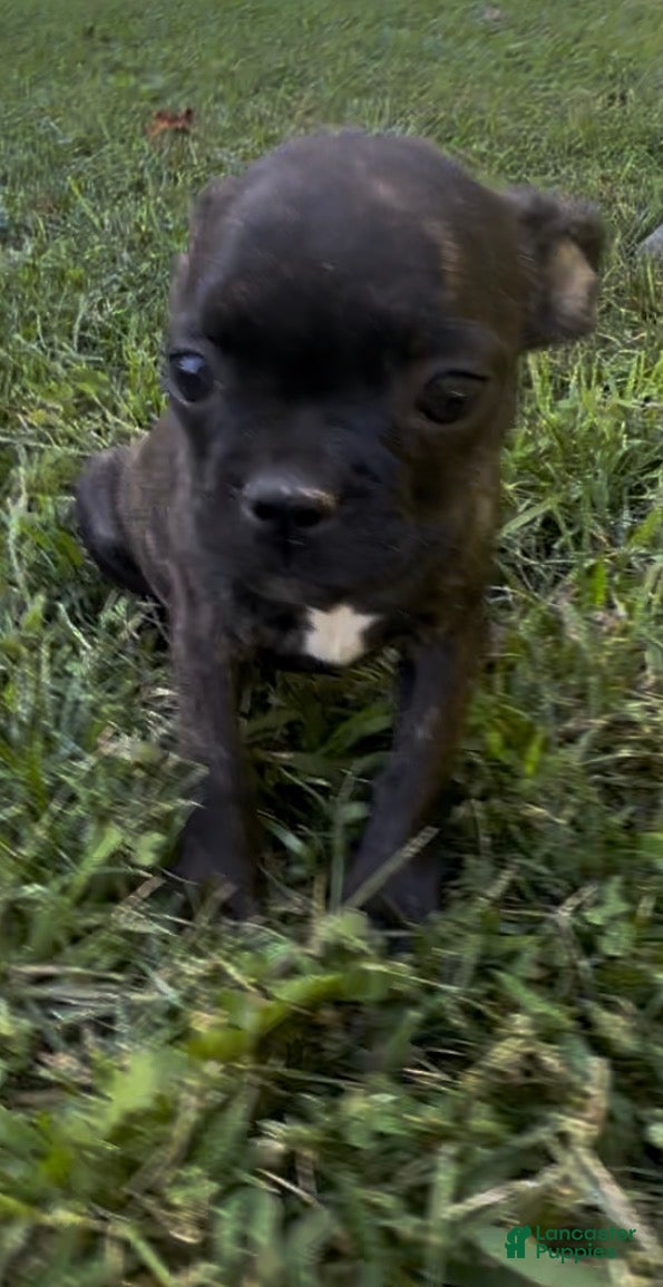 Frenchton dogs Buggs  - Ad 1