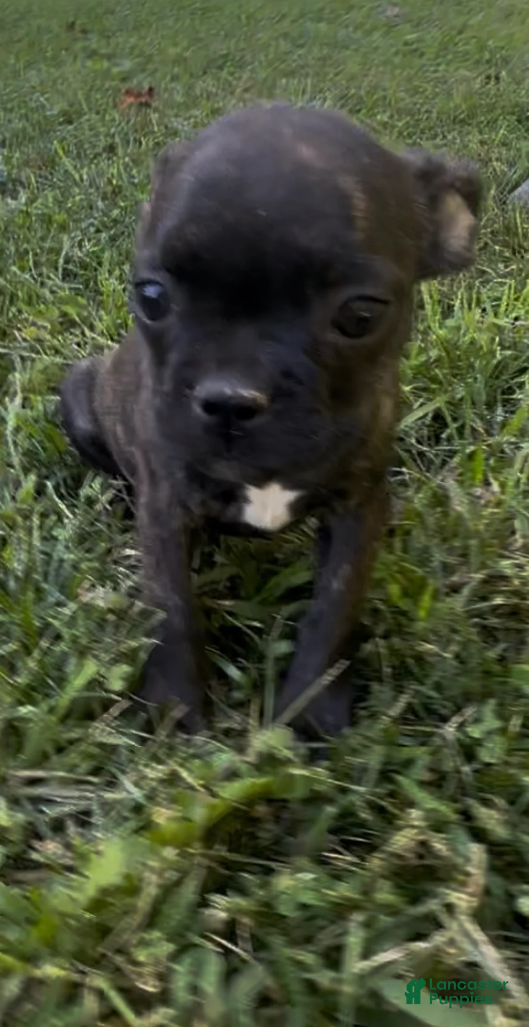 Frenchton dogs for sale: Buggs  - Ad 1