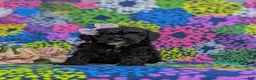 Cockapoo dogs for sale: Odette Hypoallergenic - Ad 2