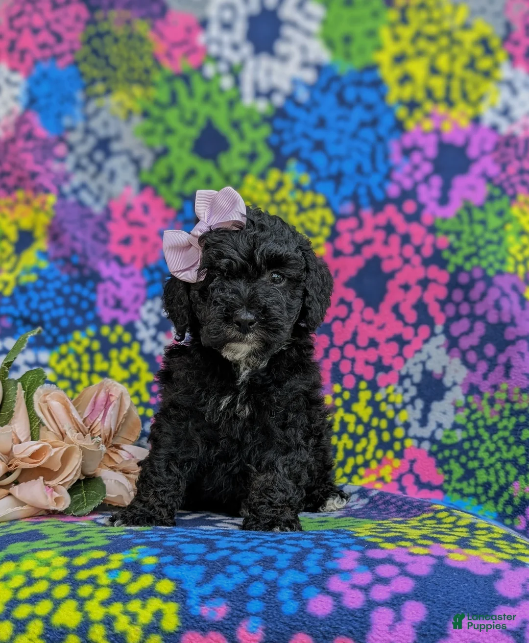 Cockapoo dogs for sale: Odette Hypoallergenic - Ad 2