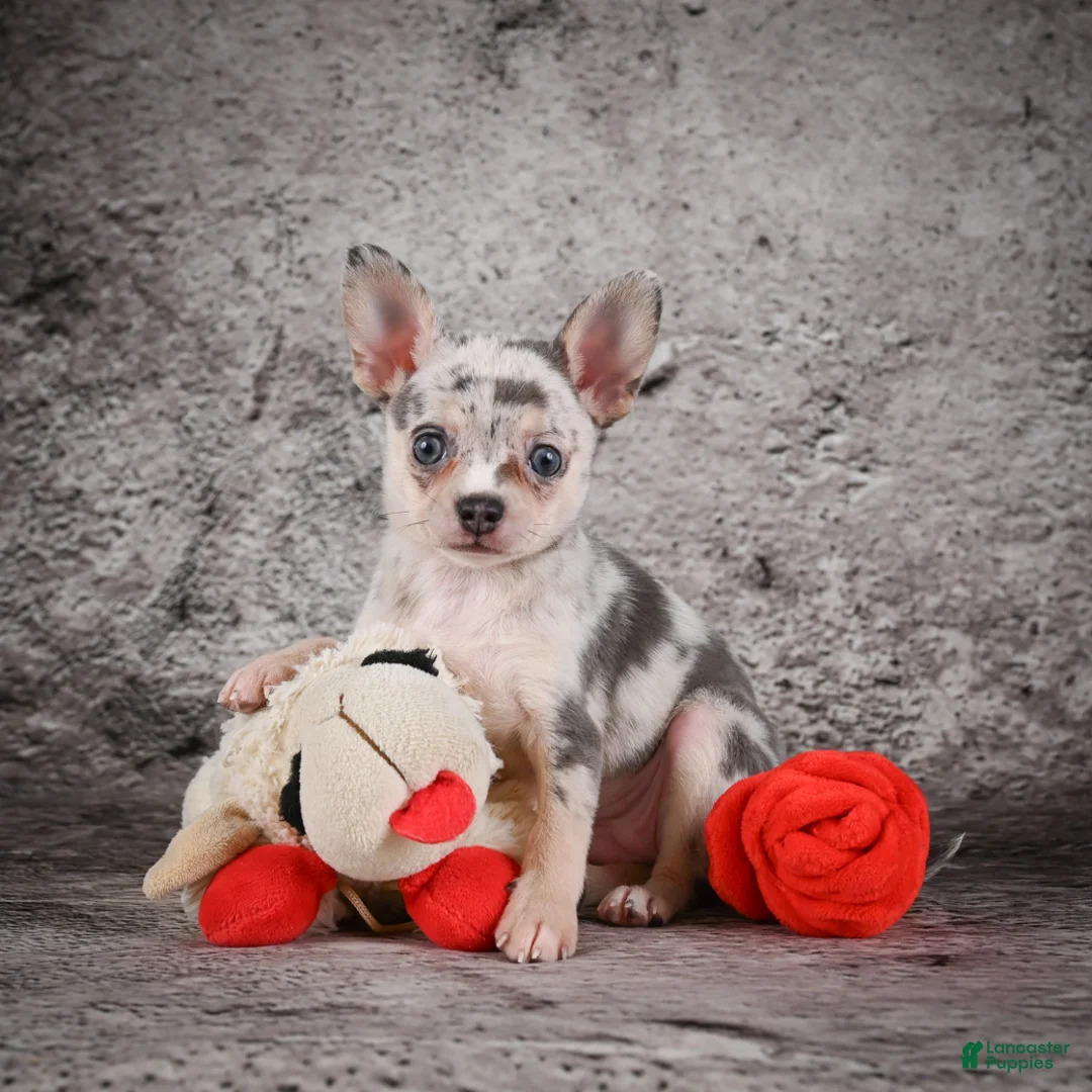 Chihuahua dogs for sale: Anya - Ad 1