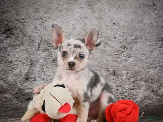 Chihuahua dogs for sale: Anya - Ad 1