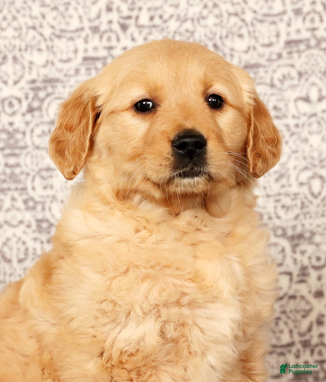 Golden Retriever dogs for sale: Becca - Ad 9