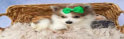 Pomeranian dogs for sale: Ernie🐾 - Ad 6