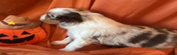 Miniature Australian Shepherd dogs for sale: Reacher - Ad 4