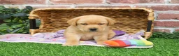 Labrador Retriever dogs for sale: Esther - Ad 1