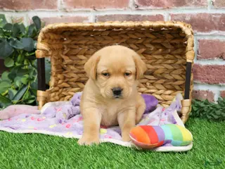 Labrador Retriever dogs Esther - Ad 12