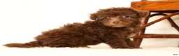 Havapoo dogs for sale: Dixie - Ad 7