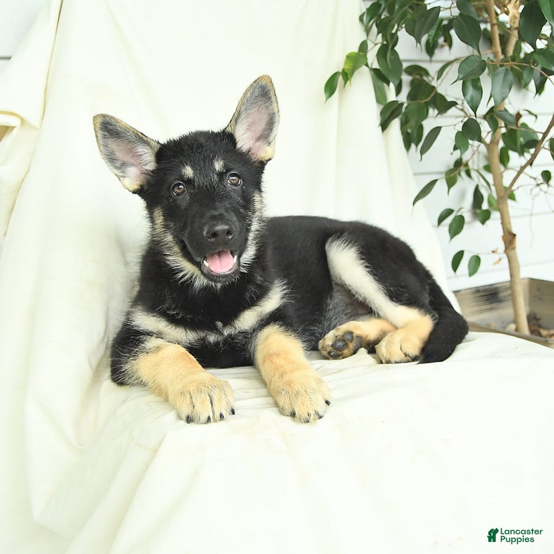 Gerberian Shepsky dogs for sale: Meadow - Ad 2