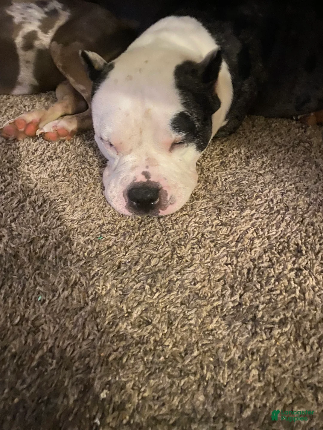 American Bully dogs for sale: American Bully Puppy 2 - Ad 2