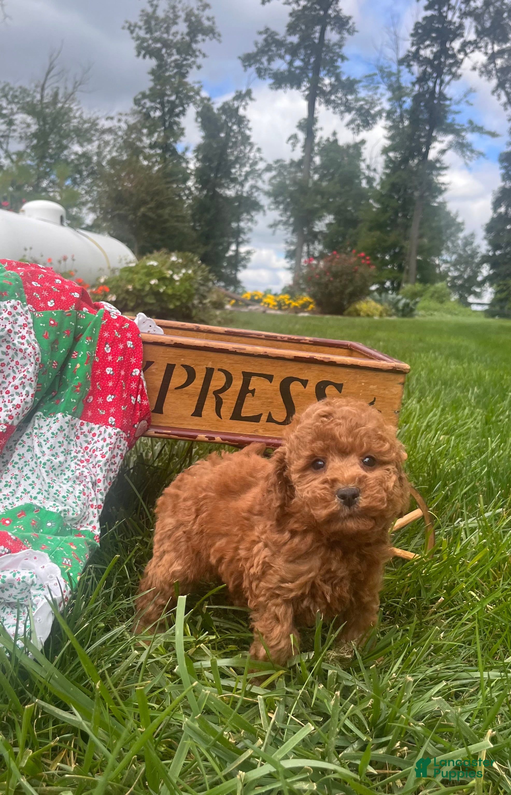 Miniature Poodle dogs Snickers ❤️AKC Genetic Tested - Ad 1