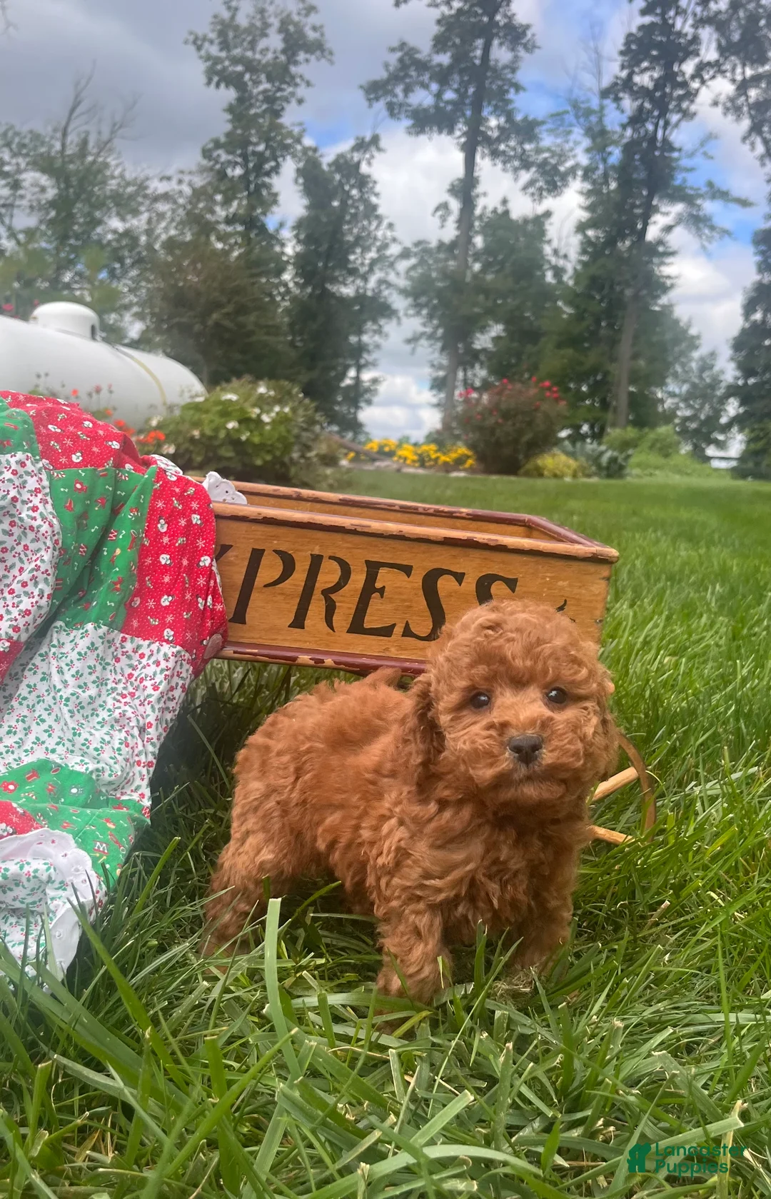 Miniature Poodle dogs for sale: Snickers ❤️AKC Genetic Tested - Ad 1