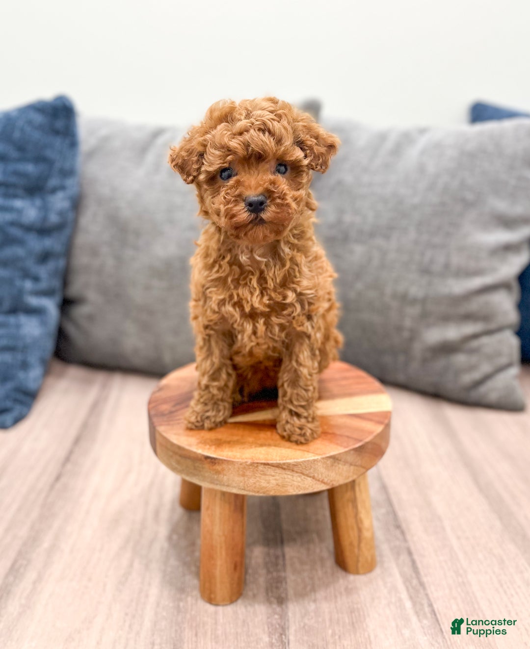 Toy Poodle dogs for sale: Hailey - Ad 2