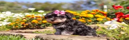Miniature Schnauzer dogs for sale: Emmy - Ad 4