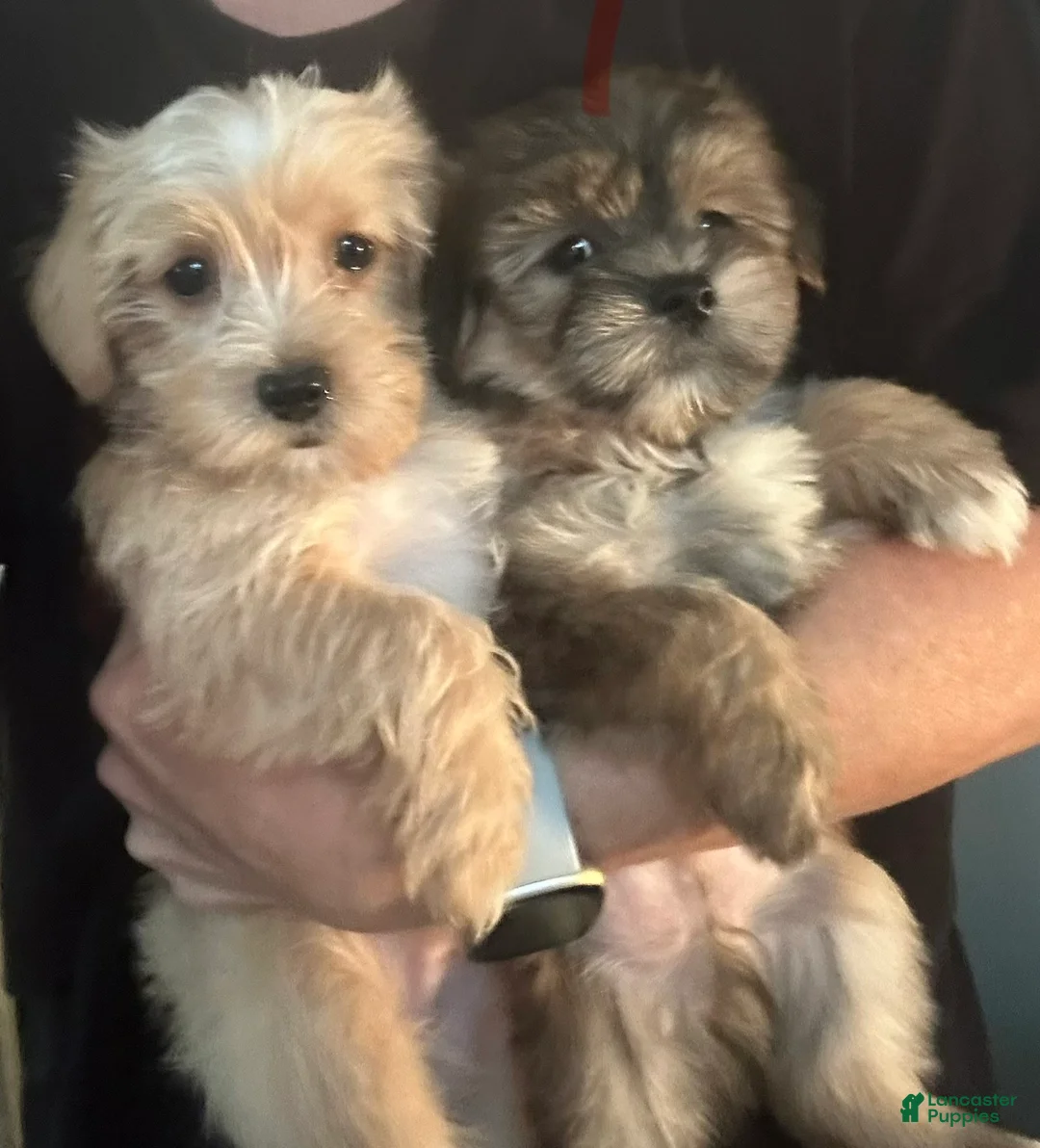 Shorkie dogs for sale: Shorkie Puppy 2 - Ad 2