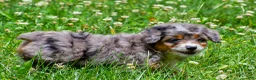 Mini Aussiedoodle dogs for sale: Griffin - Ad 4