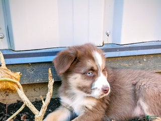 Australian Shepherd dogs - Ad 36