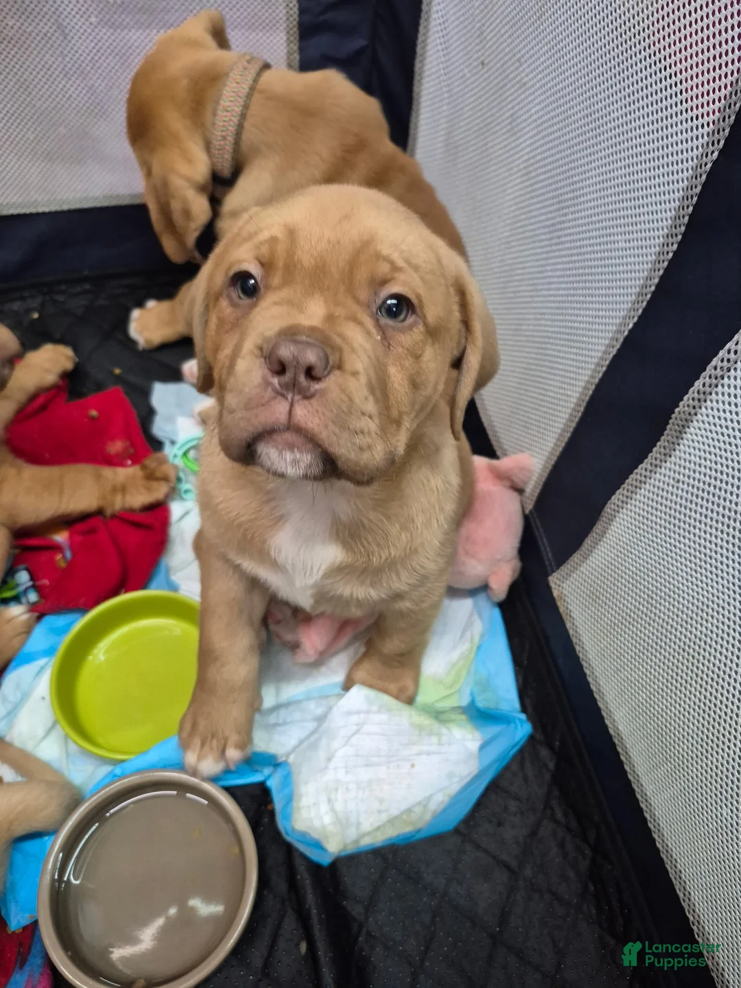 Dogue De Bordeaux dogs for sale: Dogue De Bordeaux Puppy 2 - Ad 2