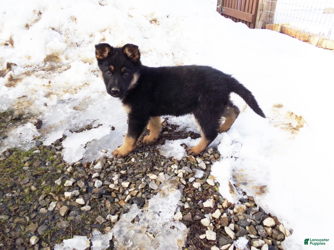 German Shepherd dogs for sale: Chloe - Ad 1