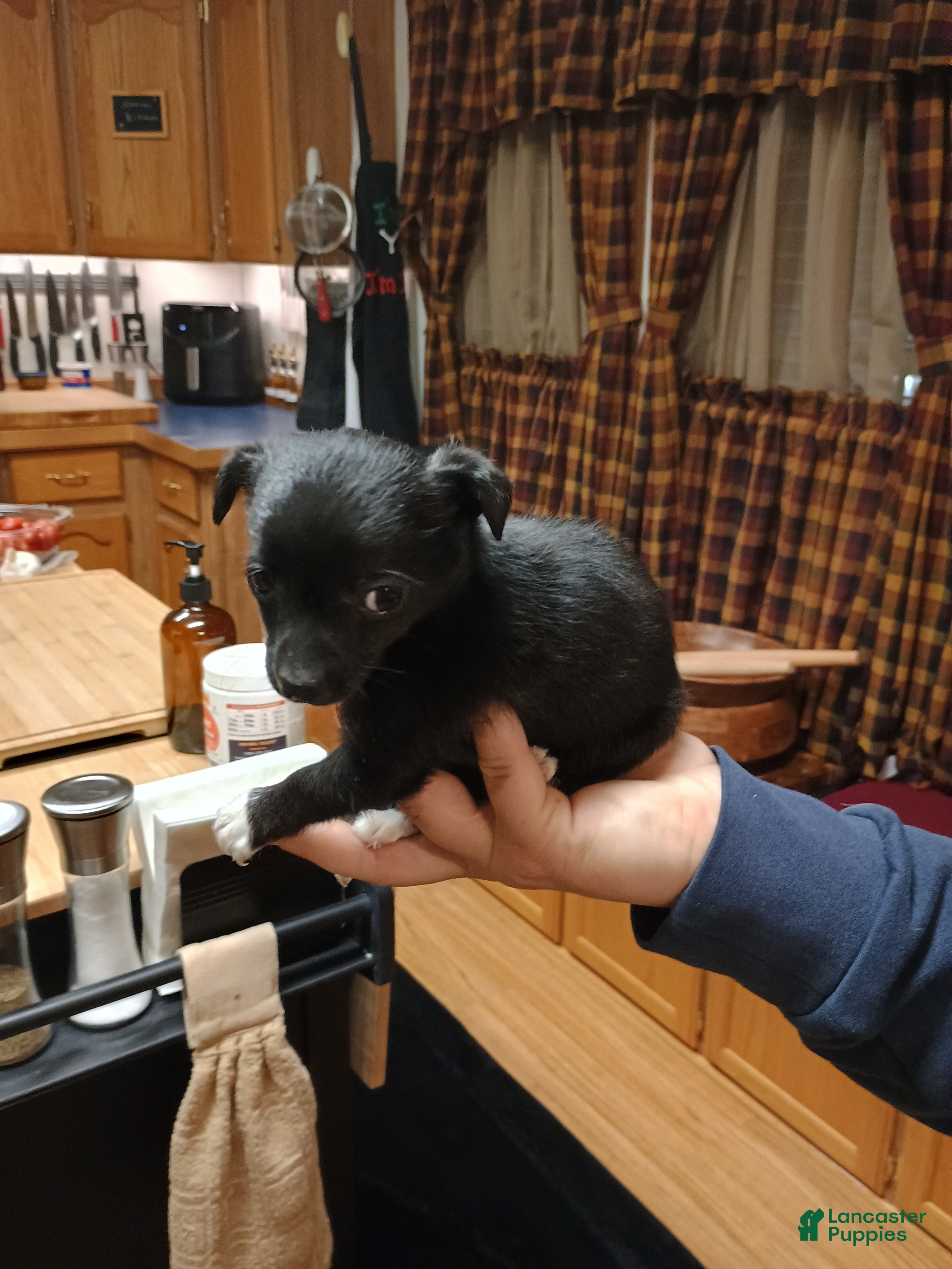 Chihuahua dogs Pixie - Ad 41