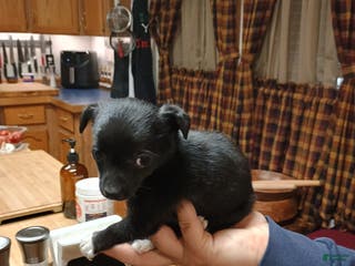 Chihuahua dogs Pixie - Ad 41