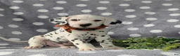 Dalmatian dogs for sale: Kagan - Ad 3