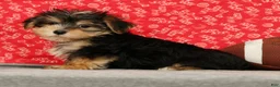 Morkie dogs for sale: Zeke - Ad 3