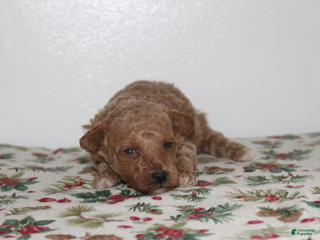 Miniature Poodle dogs for sale: Gabrielle - Ad 4