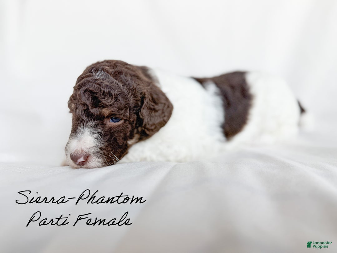 Standard Poodle dogs for sale: Sierra  - Ad 2