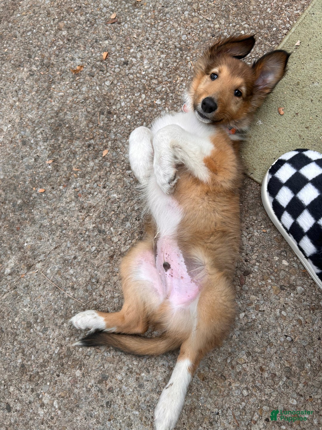 Collie dogs for sale: Collie Puppy 1 - Ad 2