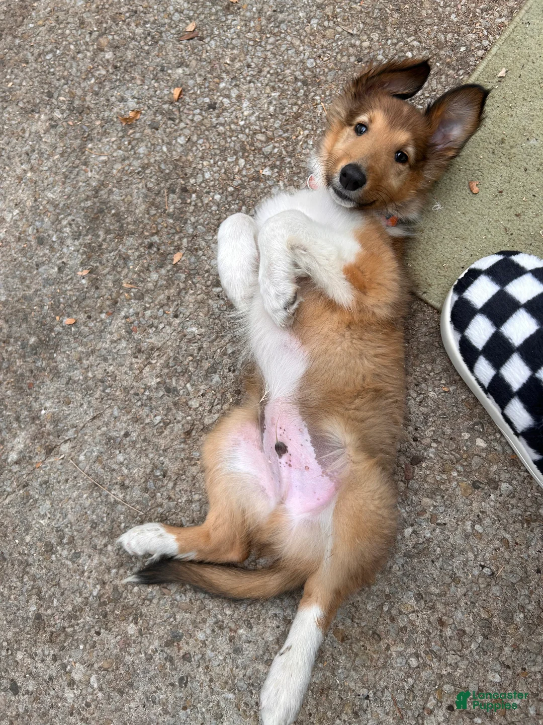 Collie dogs for sale: Collie Puppy 1 - Ad 2