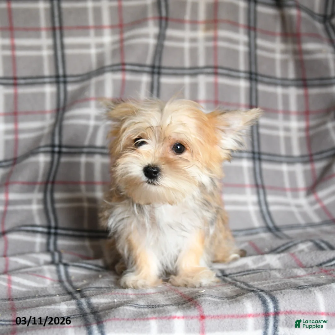 Morkie dogs for sale: Norman - Ad 1