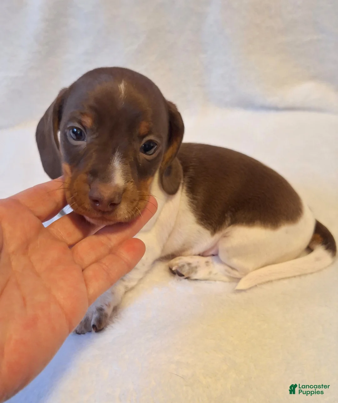 Dachshund dogs for sale: Milo - Ad 1