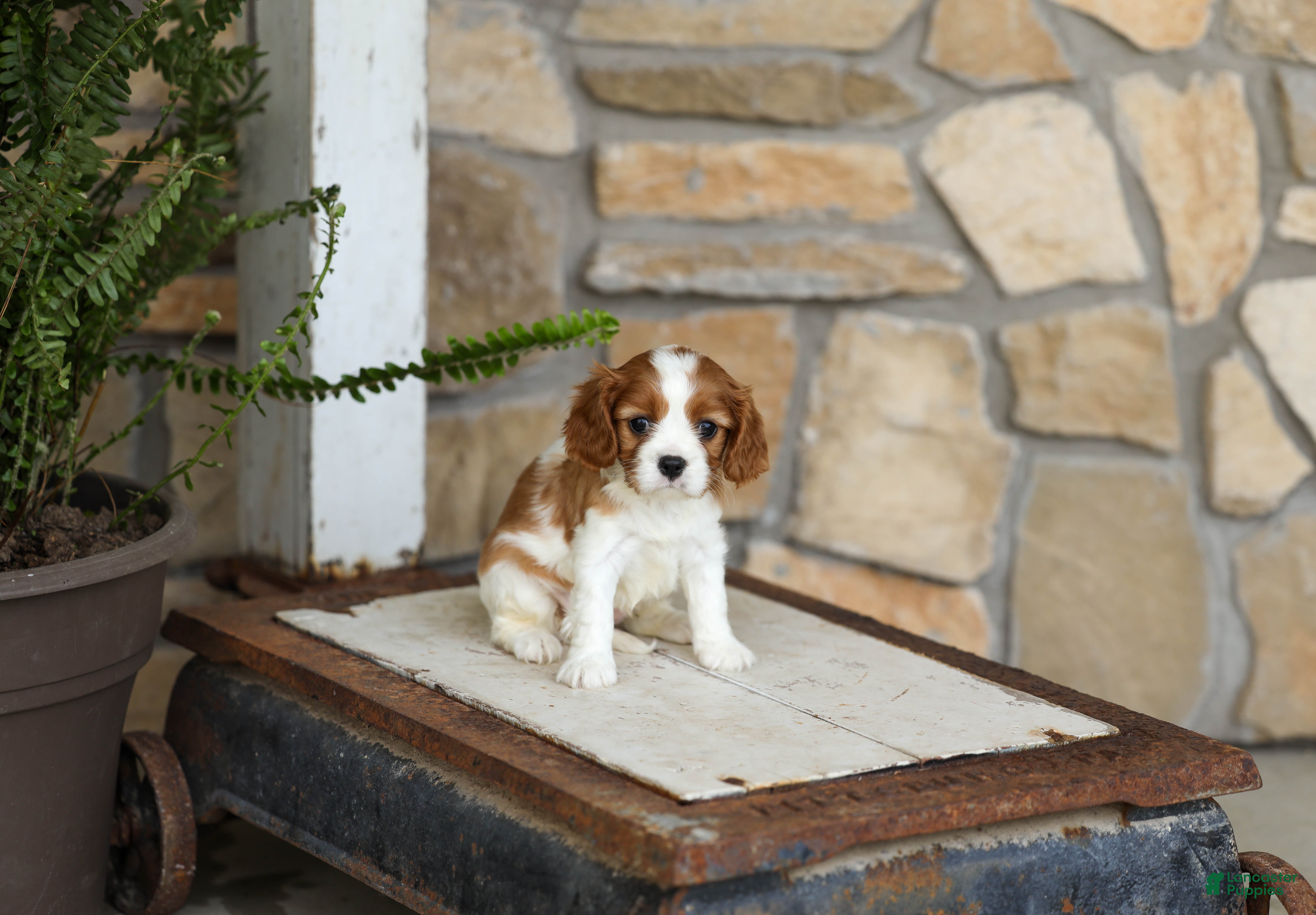 Cavalier King Charles Spaniel dogs AKC Katie - Ad 1