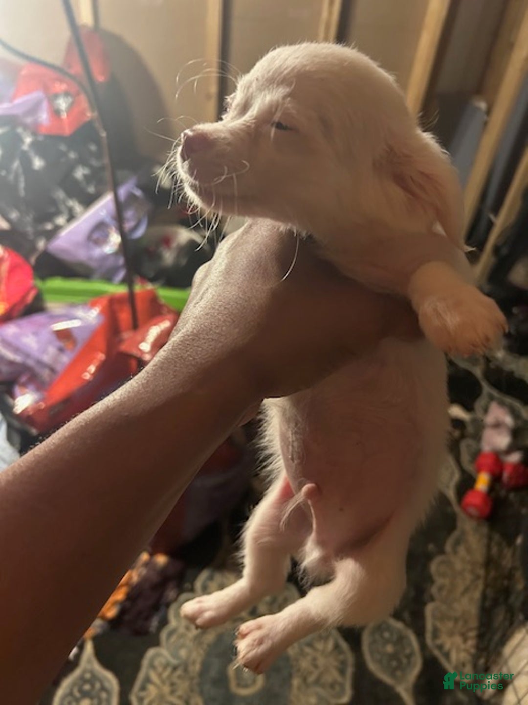 Pomchi dogs for sale: Pomchi Puppy 3 - Ad 1