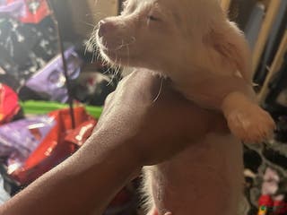 Pomchi dogs Pomchi Puppy 3 - Ad 1