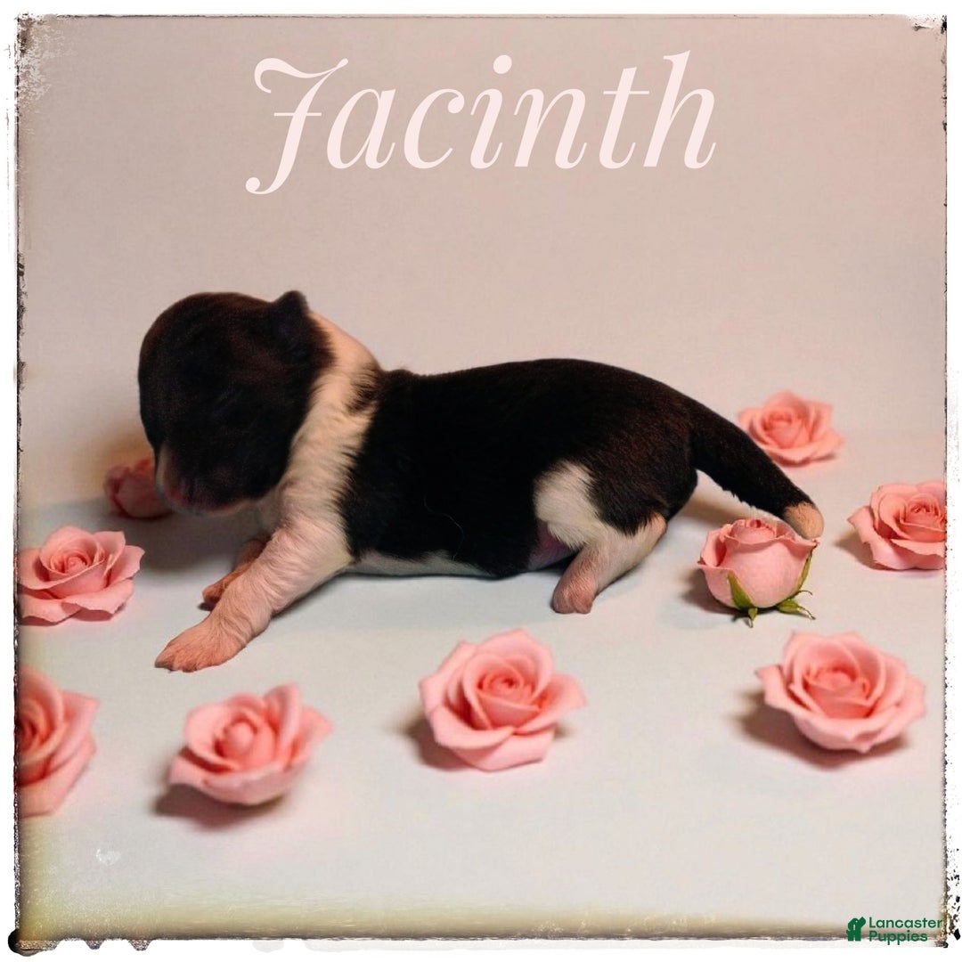 Shetland Sheepdog dogs for sale: Peridot (Perry) - Ad 4