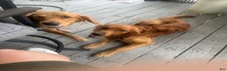 Golden Retriever dogs for sale: Golden Retriever 2 - Ad 4
