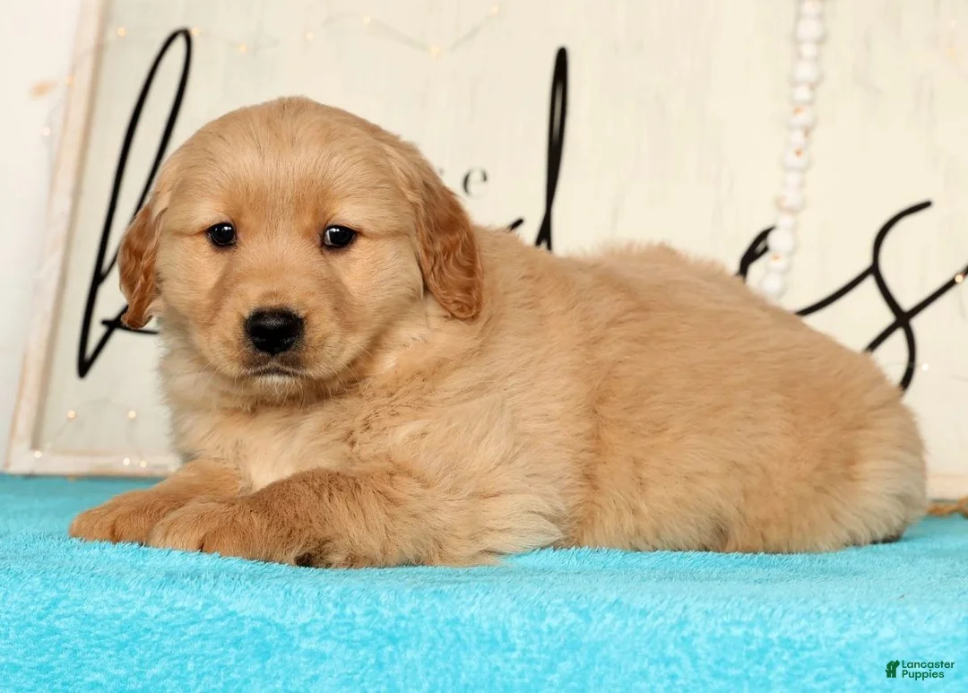 Golden Retriever dogs for sale: Rusty - Ad 7
