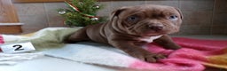 American Bully dogs for sale: American Bully Puppy 2 Sophie - Ad 3