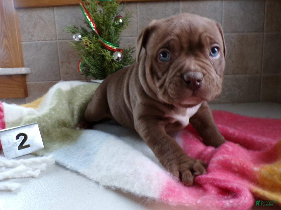 American Bully dogs for sale: American Bully Puppy 2 Sophie - Ad 3