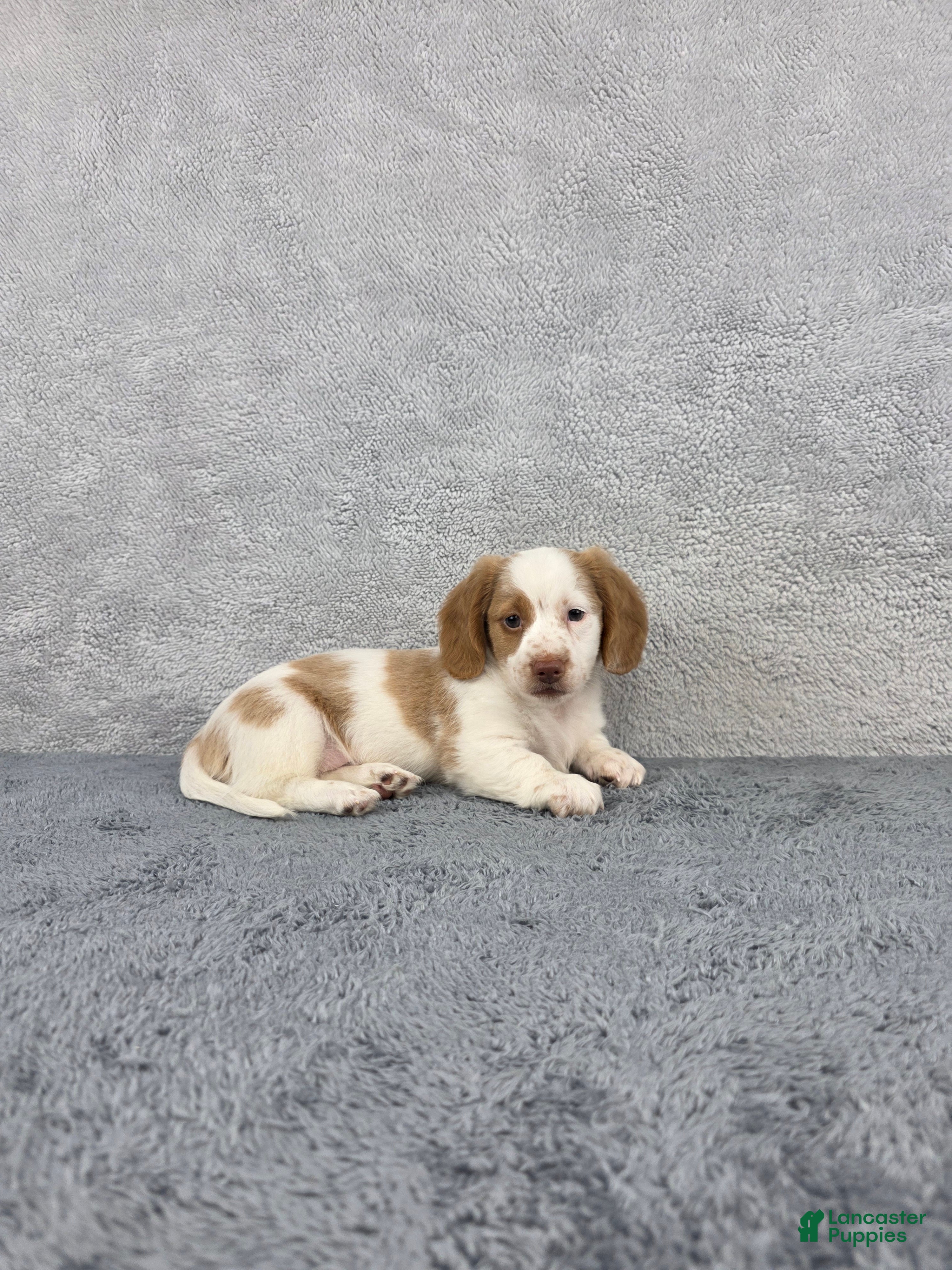 Miniature Dachshund dogs Leo - Ad 1