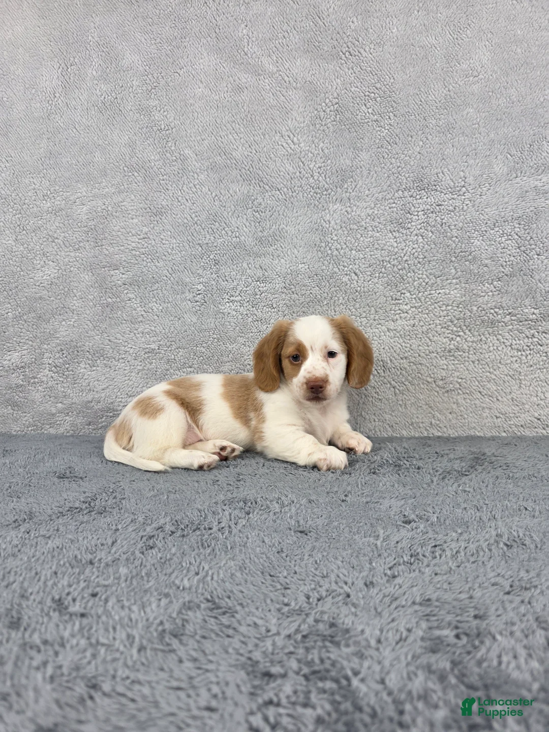 Miniature Dachshund dogs for sale: Leo - Ad 1