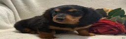 Miniature Dachshund dogs for sale: Pearl - Ad 2