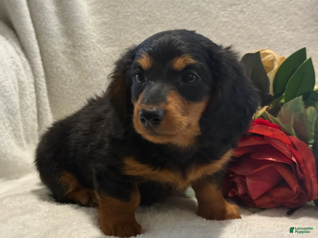 Miniature Dachshund dogs for sale: Pearl - Ad 2