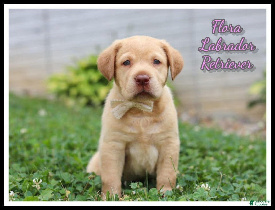 Labrador Retriever dogs Flora - Ad 1