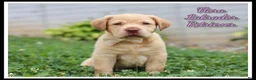 Labrador Retriever dogs for sale: Flora - Ad 1